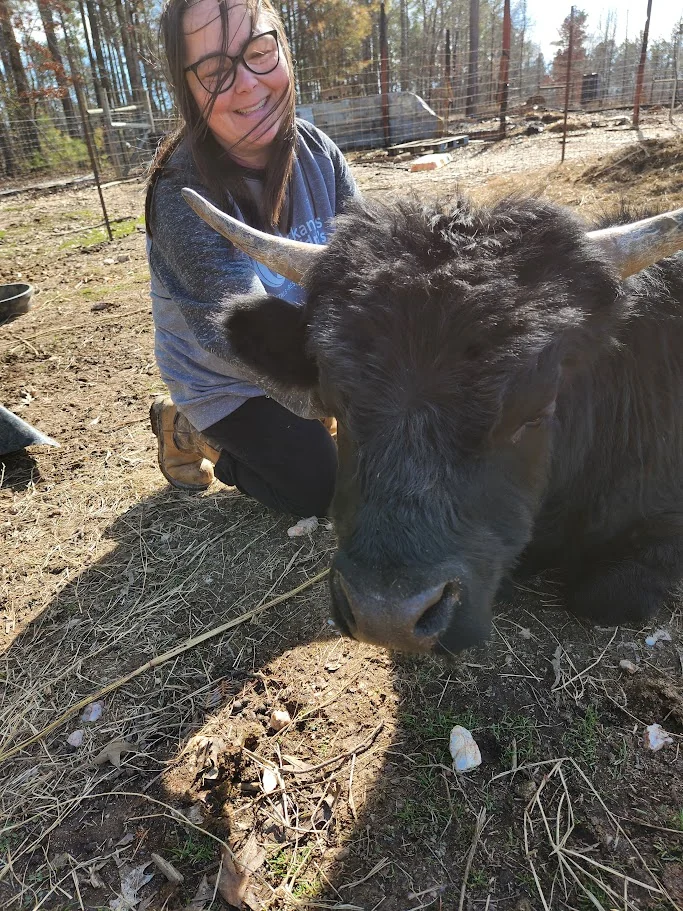 A close-up of a black cow enjoying attention in the pasture