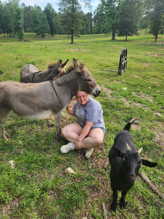 An afternoon in the pasture with two donkeys and a goat
