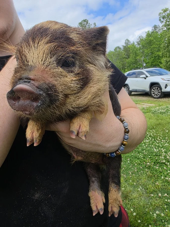 A tiny striped piglet being held on a sunny day